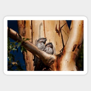 Tawny Frogmouth_6258AC Sticker